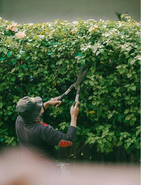 Taille de haie